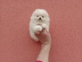 Чисто бели мини Померани. Реални снимки !!! , снимка 8