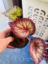 Begonia, снимка 1 - Стайни растения - 45250583