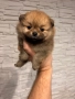 Померан мини, снимка 4