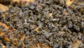 Силни, работещи пчелни отводки ДБ доставка София, снимка 1 - Стоки за пчели - 45218243