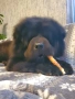 Чистокръвни Чау Чау , снимка 8
