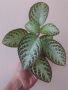 Еписция, episcia cupreata, снимка 2