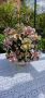 Прелестен порцеланов букет рози 🌹🌹
 🇮🇹 Capodimonte, снимка 1 - Антикварни и старинни предмети - 45430809