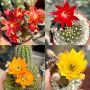 Продавам екзотични кактуси, колекционерски, редки видове - Echinocereus Nicholii, El Capitan и други, снимка 3