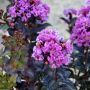 Lagerstroemia Black purely (Лагерстремия Чисто черно), снимка 2