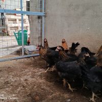 Ярки Супер Харко , снимка 3 - Кокошки и пуйки - 44518157