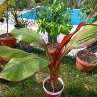 червен банан маурелий, снимка 2 - Градински цветя и растения - 43203940