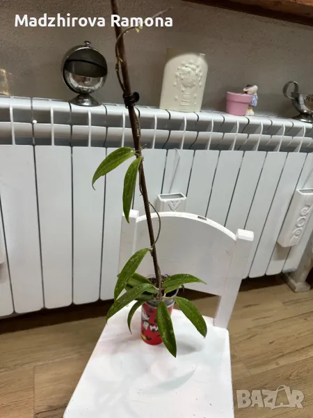 Hoya Loey province , снимка 1