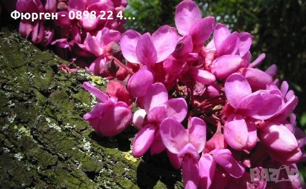 Див рожков (Cercis siliquastrum) Дърво на Юда, снимка 1