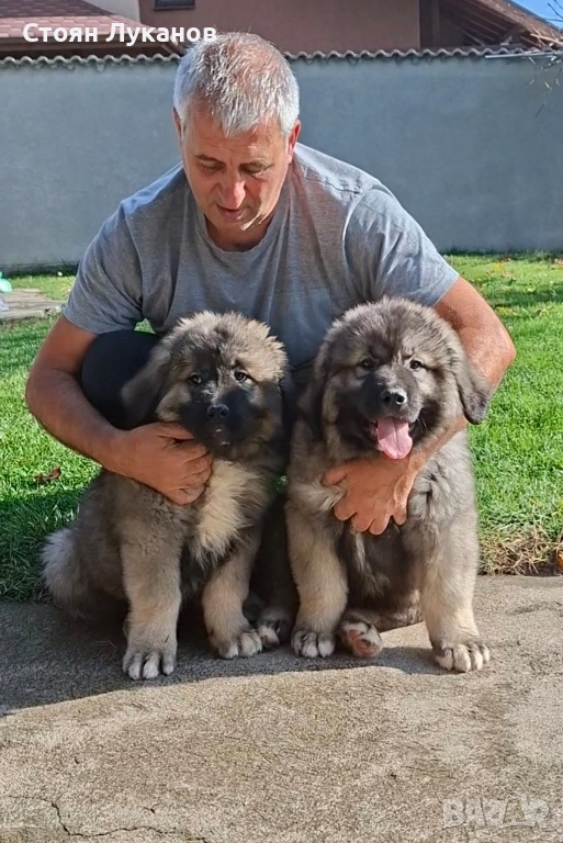 Кавказка Овчарка , снимка 1