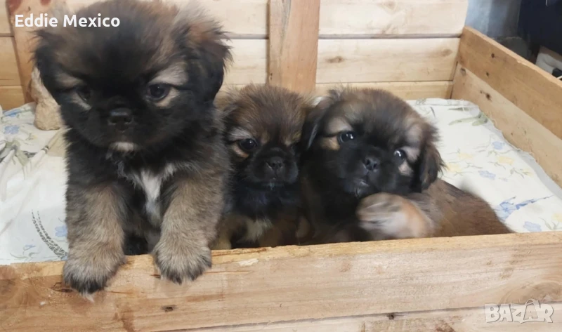 кученца пекинез, 2 мъжки и едно женско* , снимка 1