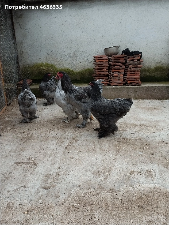 Синя Брама, снимка 1