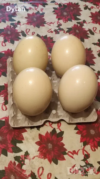 яйца от африкански щраус, снимка 1