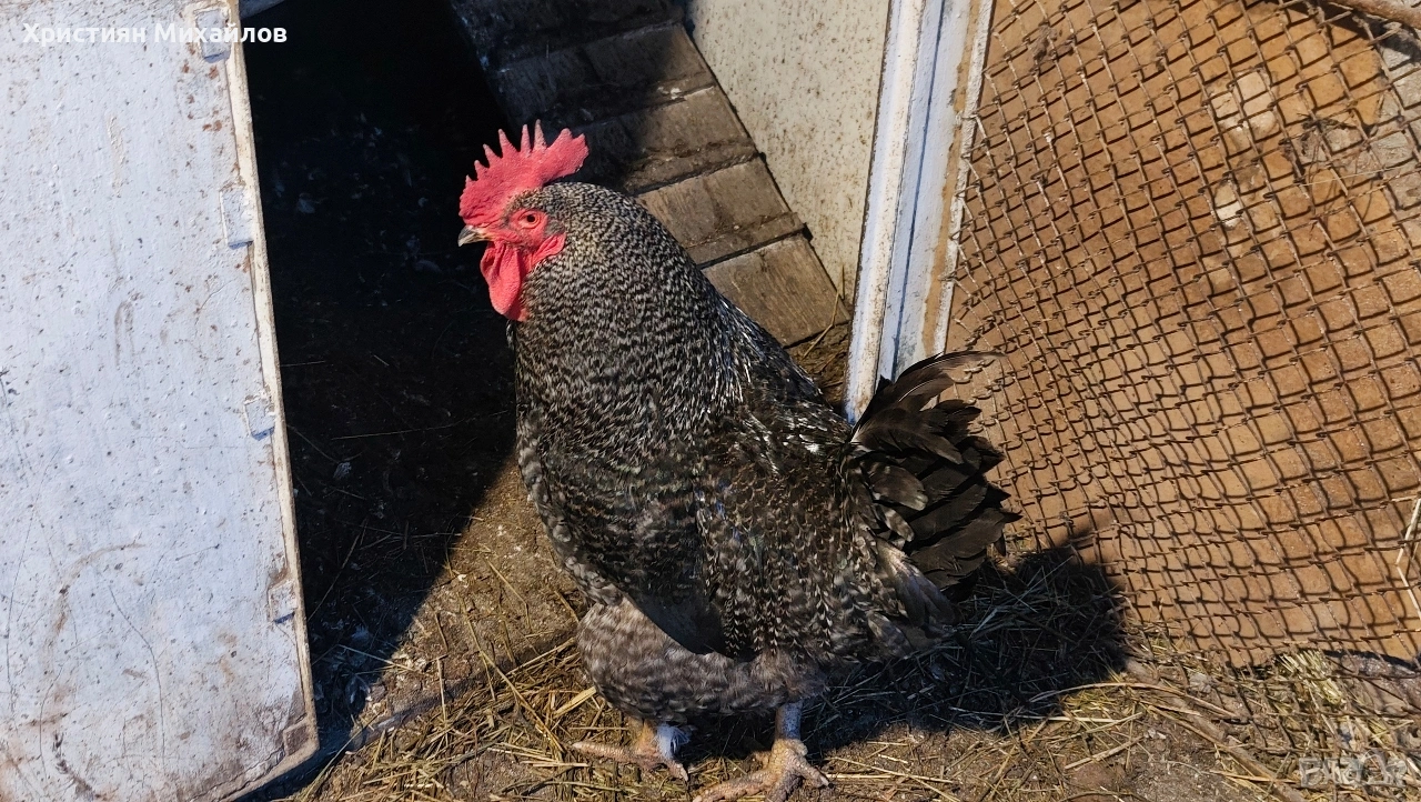 Продавам млад и едър петел порода супер харко, снимка 1