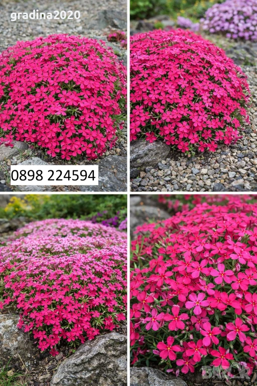 Флокс субулата (Phlox subulata) – пълзящ флокс, снимка 1