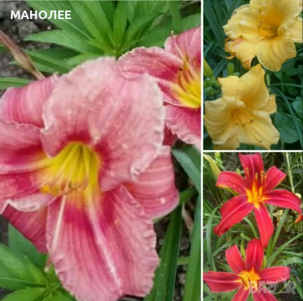 ХЕМЕРОКАЛИС-нисък- 3 цвята, снимка 1