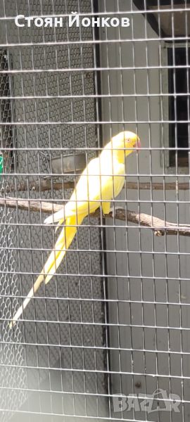 Папагали , снимка 1