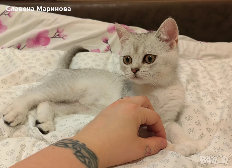 Шотландска  котка сребърна чинчила  НАМАЛЕНА ЦЕНА ДО КРАЯ НА СЕДМИЦАТА , снимка 1