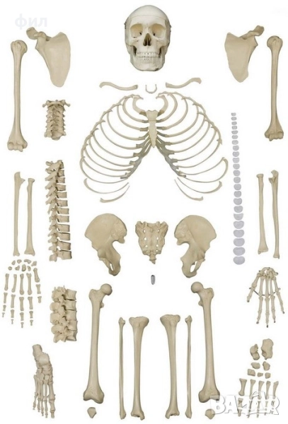 Скелет костите си клати - цял 85см, но и разглобен! , снимка 1