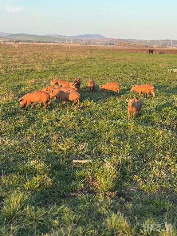 Прасенца /прасе- Дюрок/бели/шарени , снимка 1