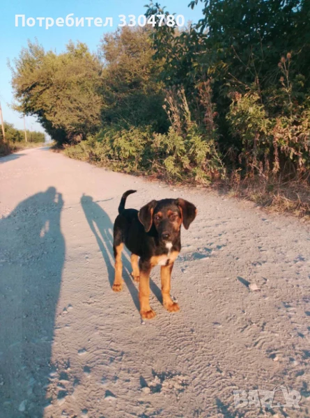 Чистокръвно Гонче, снимка 1