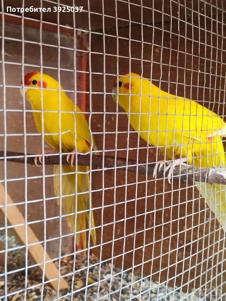 продажба , снимка 1