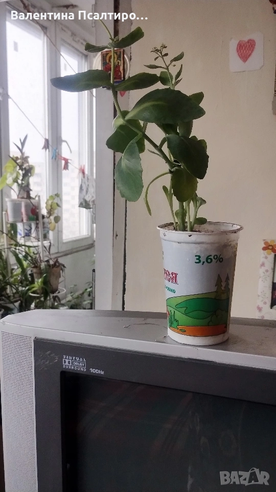 Дебела Мара , снимка 1