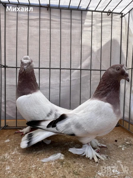 Мардини (Турски) Унгарци, снимка 1