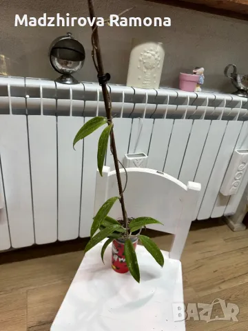 Hoya Loey province , снимка 1