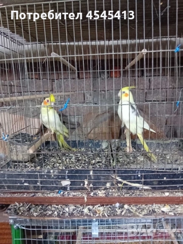 Папагали вълнисти, корели и какарики Смеещи се гугутки, снимка 6 - Папагали - 52896846