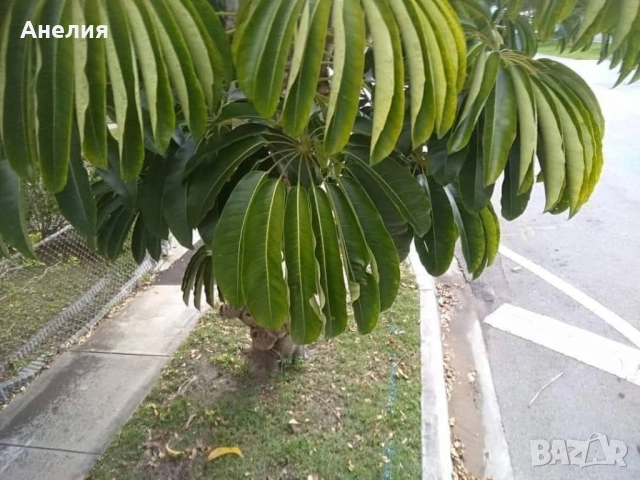 Чадъреста шефлера рядък вид 