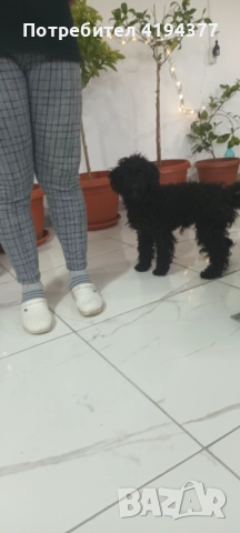 Той пудел , снимка 4 - Пудели - 52927350