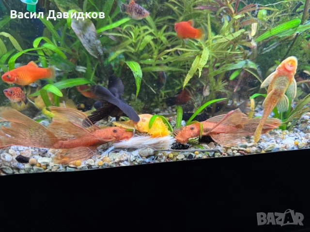 Анцуструс L144 , 183 , коридораа Венецуела , снимка 3 - Рибки - 53884676