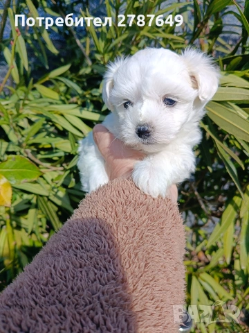 Малтийска Болонка, снимка 8 - Болонка - 53525124