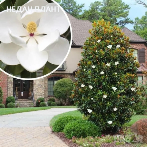 Магнолия "Грандифлора"