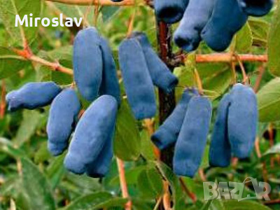 Камчатска(Майска) Боровинка, снимка 1 - Градински цветя и растения - 45002925