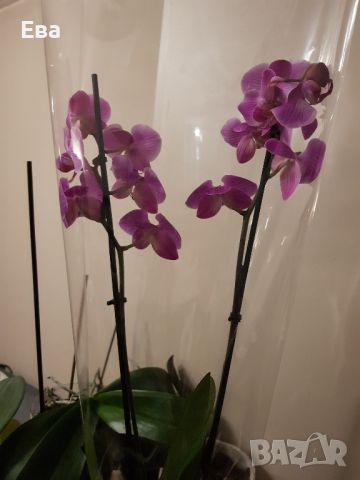 Лилава орхидея Фаленопсис, снимка 1 - Стайни растения - 46011850