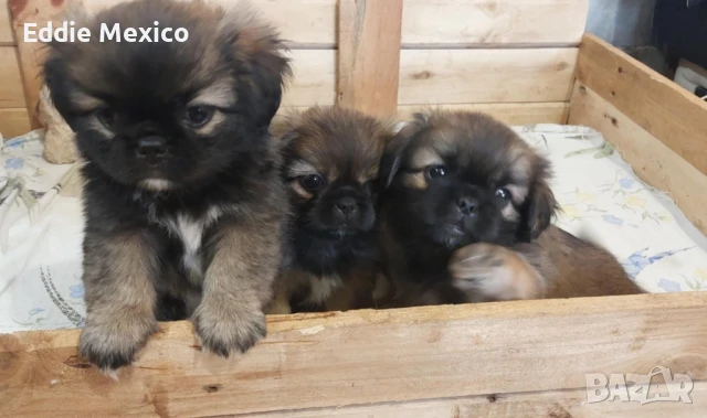 кученца пекинез, 2 мъжки и едно женско* , снимка 1