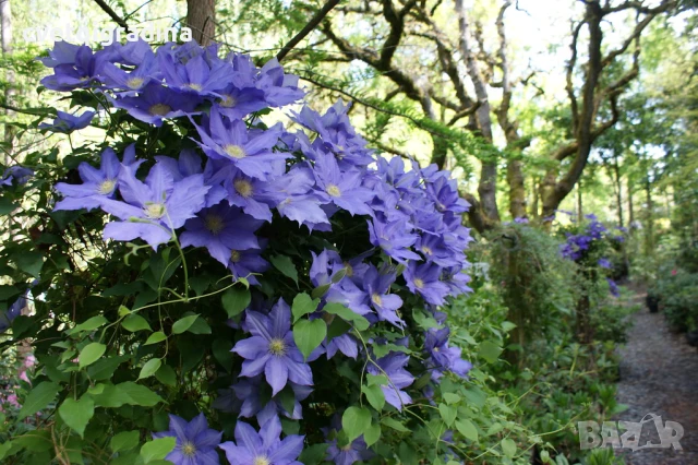Clematis H.F. Young (Клематис Х. Ф. Йънг), снимка 2 - Градински цветя и растения - 50938032