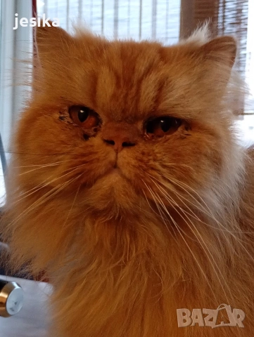 Мъжки персийци на година и половина с хигиенни навици не кастрирани,чиста порода .