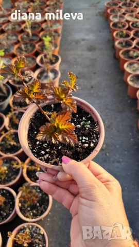 Физокарпус Диабло, Physocarpus Opulifolius Diablo, снимка 10 - Градински цветя и растения - 45688473