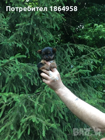 СУПЕР МИНИ ЙОРКИ Доставка, снимка 2 - Йоркширски териер - 52519399