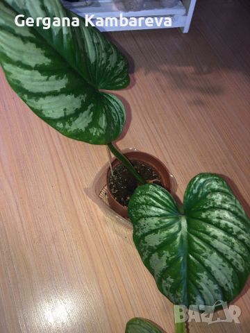 Philodendron Mamei , снимка 2 - Стайни растения - 45532590