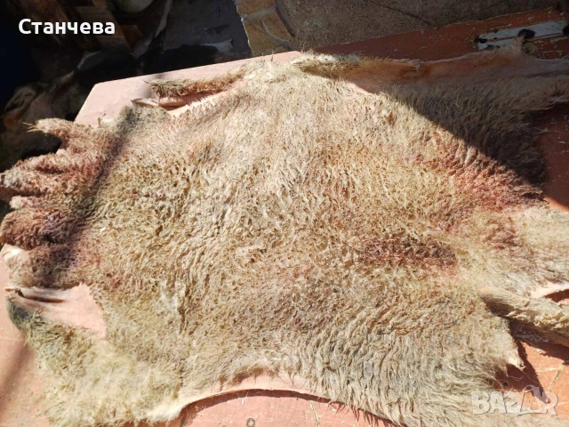 агнешки и кози кожи , снимка 3 - Антикварни и старинни предмети - 53671618