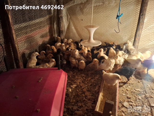 Пилета на 25 дена, снимка 2 - Кокошки и пуйки - 54261056