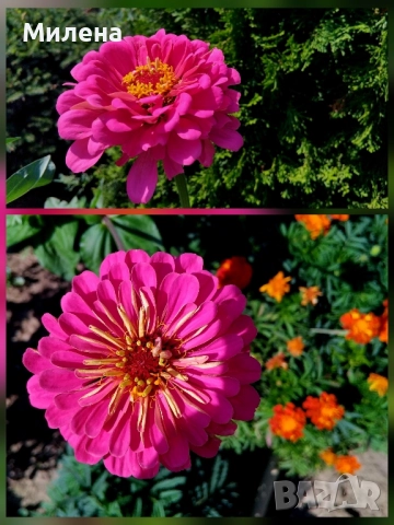 семена за едногодишни цветя , снимка 18 - Сортови семена и луковици - 51471965