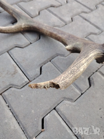 Еленов рог, снимка 2 - Декорация за дома - 53710108