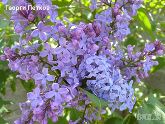 Люляк , снимка 5 - Градински цветя и растения - 53658342