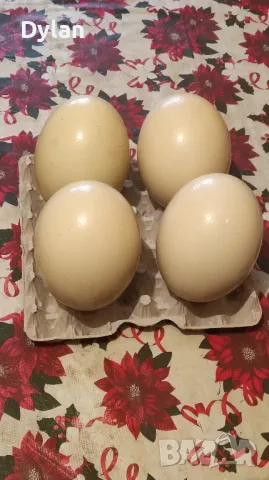 яйца от африкански щраус