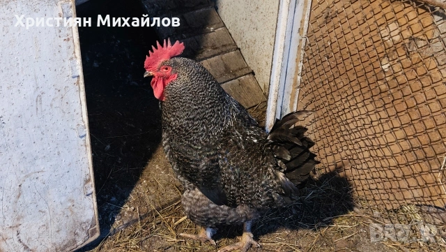 Продавам млад и едър петел порода супер харко